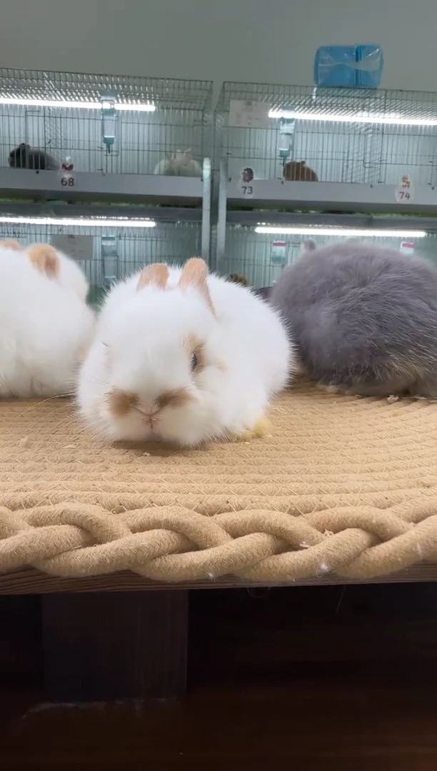 侏儒兔小波比，碎斑妹妹