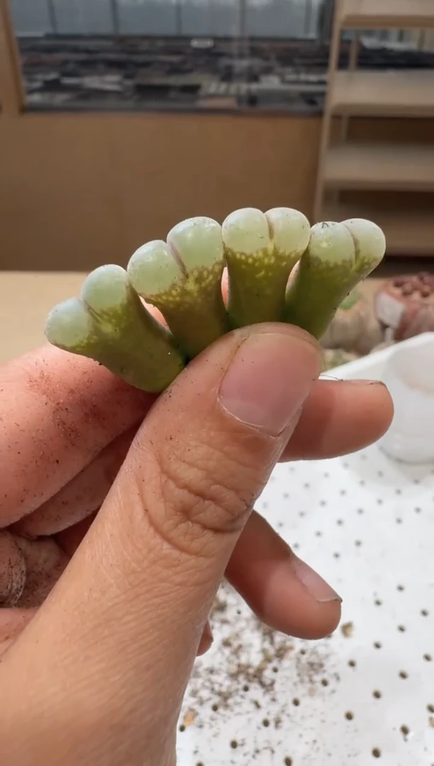 17-48多肉植物肉锥