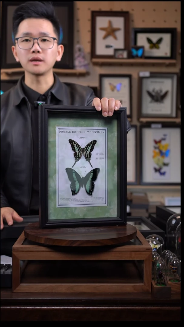 非洲蝶组合绿色系A4