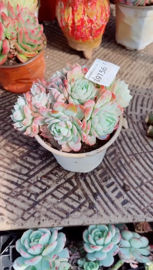 杨****熙跃跃精品多肉19156