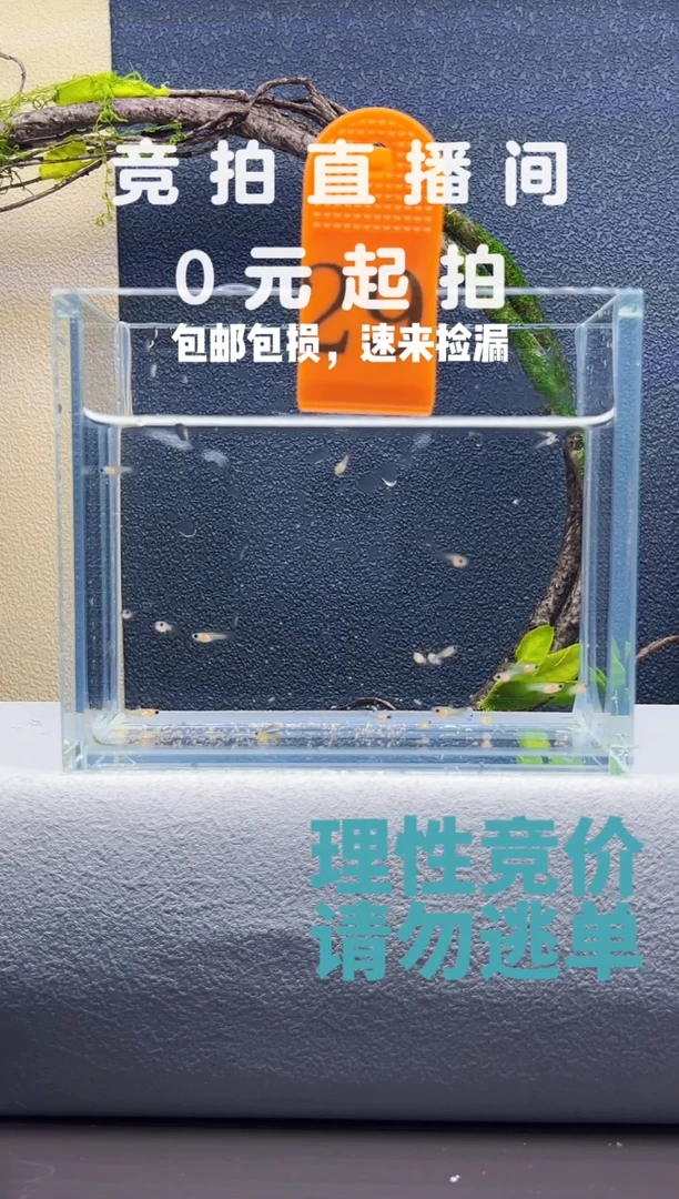 孔雀鱼玻璃猫苗子20条编号29