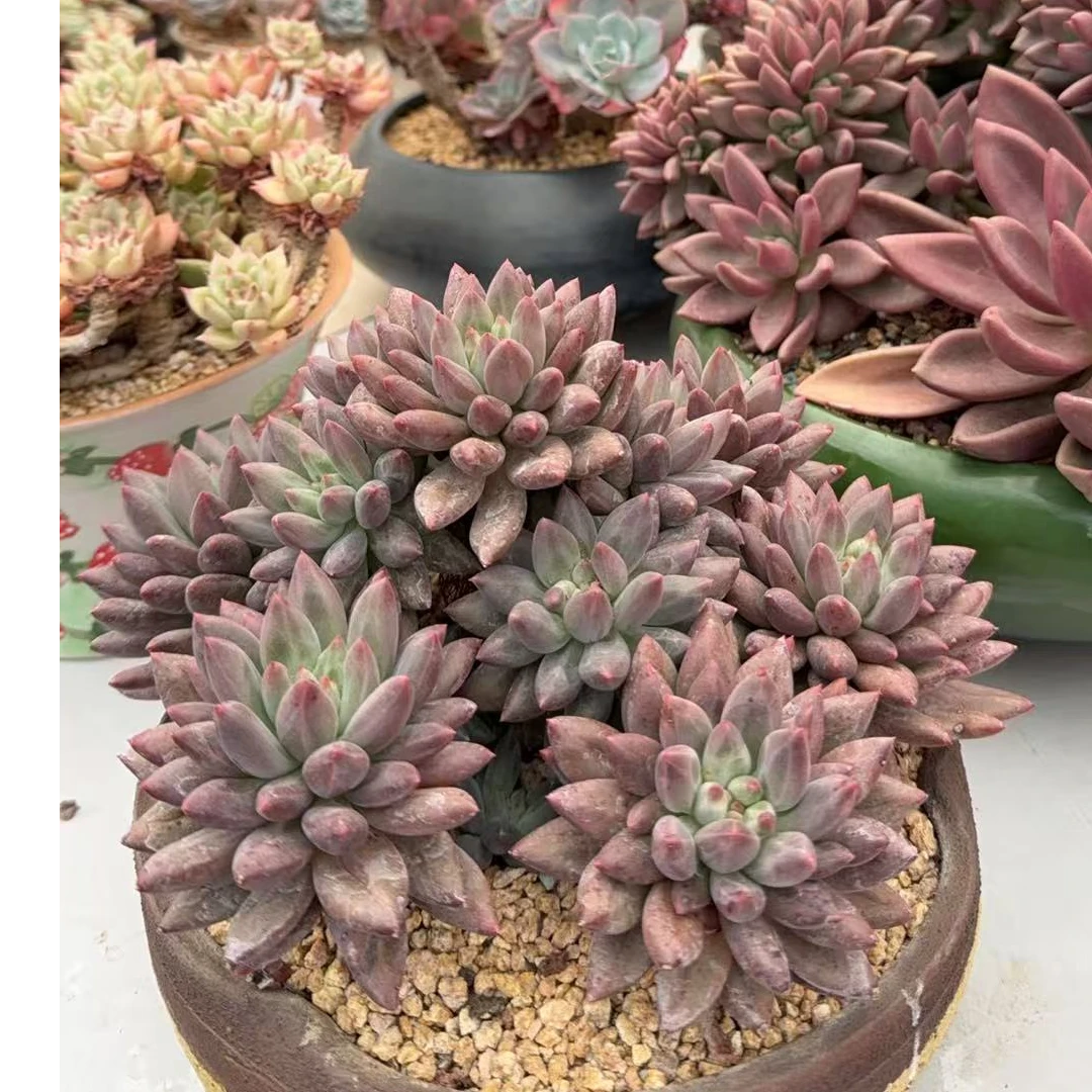 2号（131~250号）花一村精品多肉 一物一拍