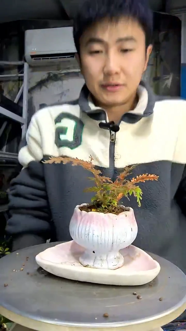 晚*中青园艺一物一拍花269