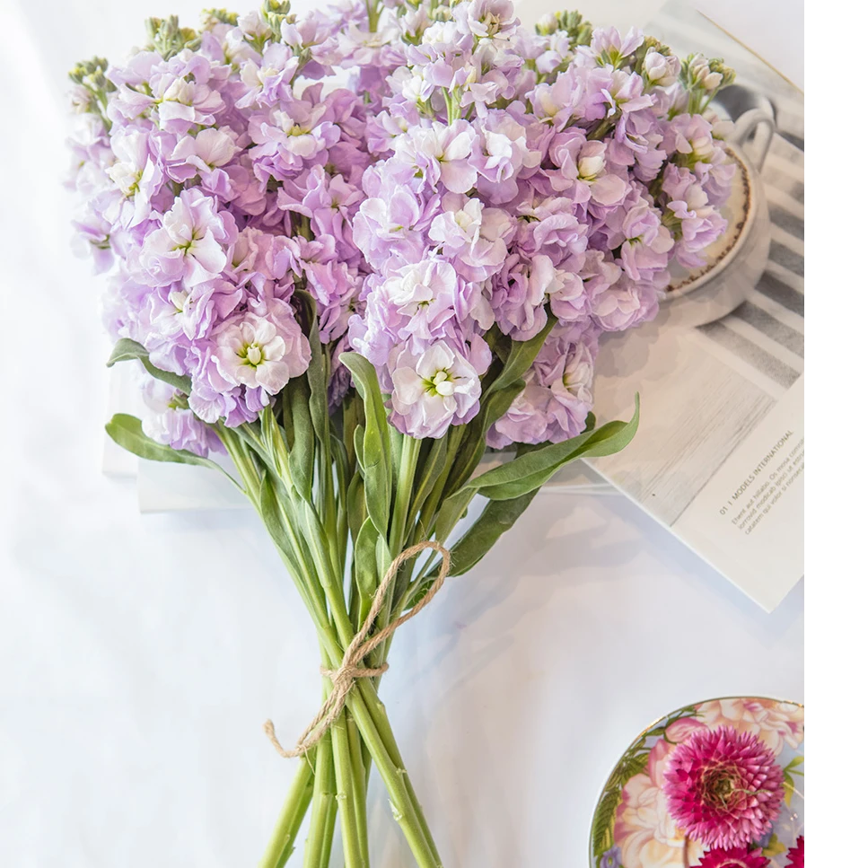 1扎10支紫罗兰