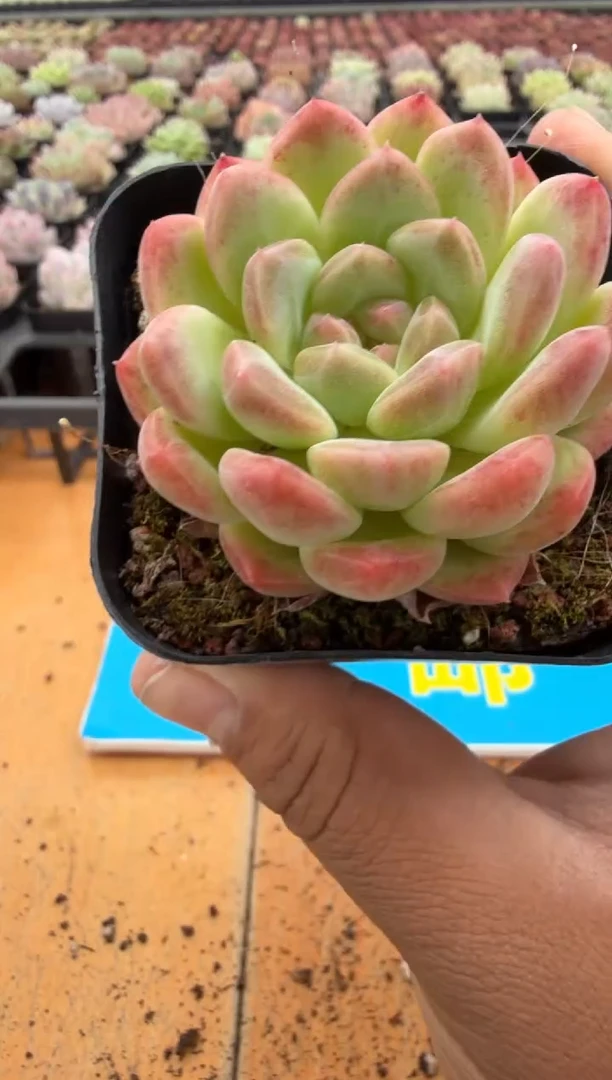 东云多肉园二店-66