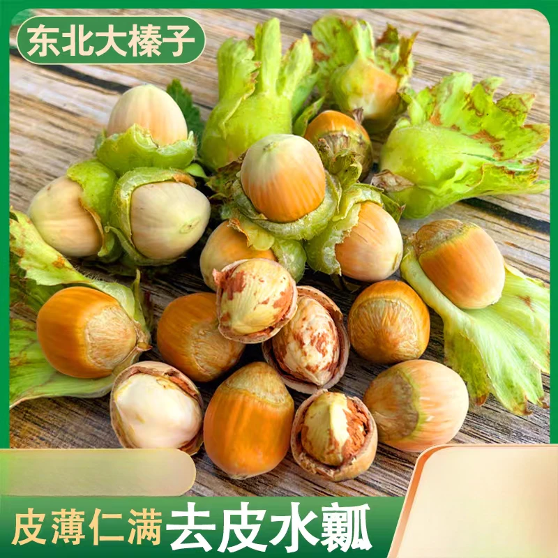 2025东北特产新鲜大榛子绿皮大榛子水仁水瓢青皮坚果新鲜采摘包邮