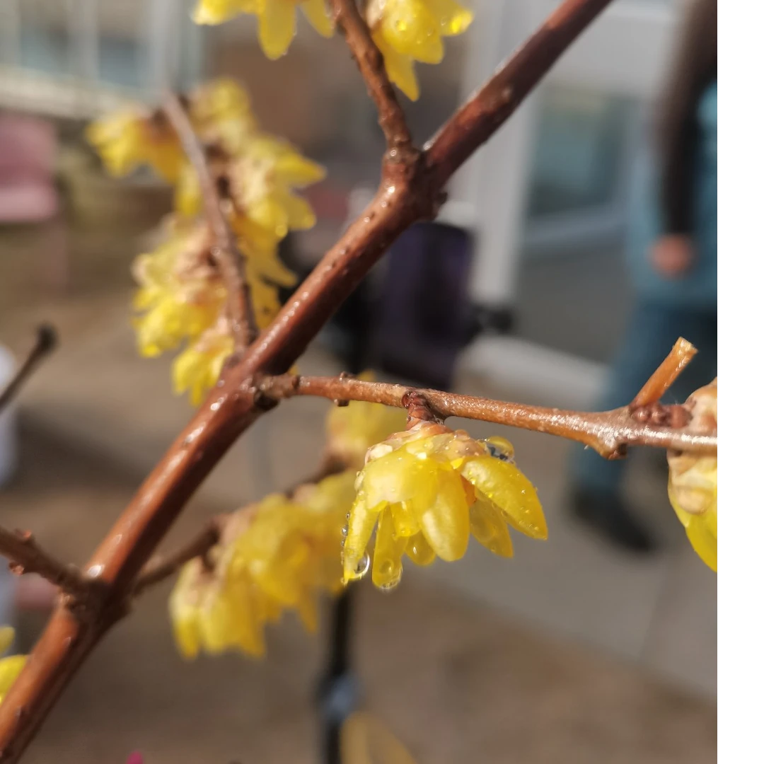 四季春切枝系列，蜡梅红梅鲜绿梅鲜切枝，年宵花专场，室内装饰