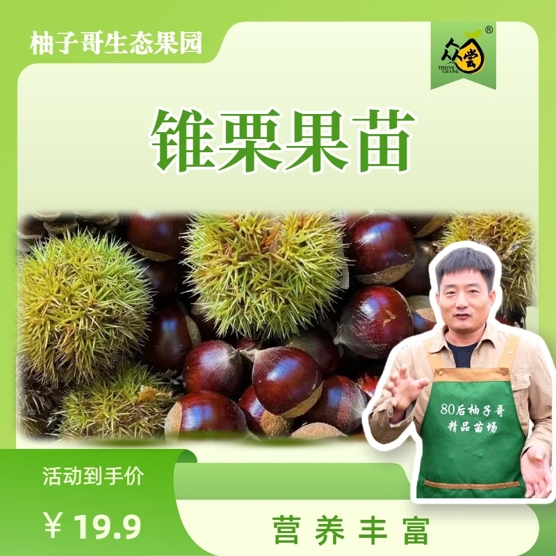 锥栗裸根果苗  包邮