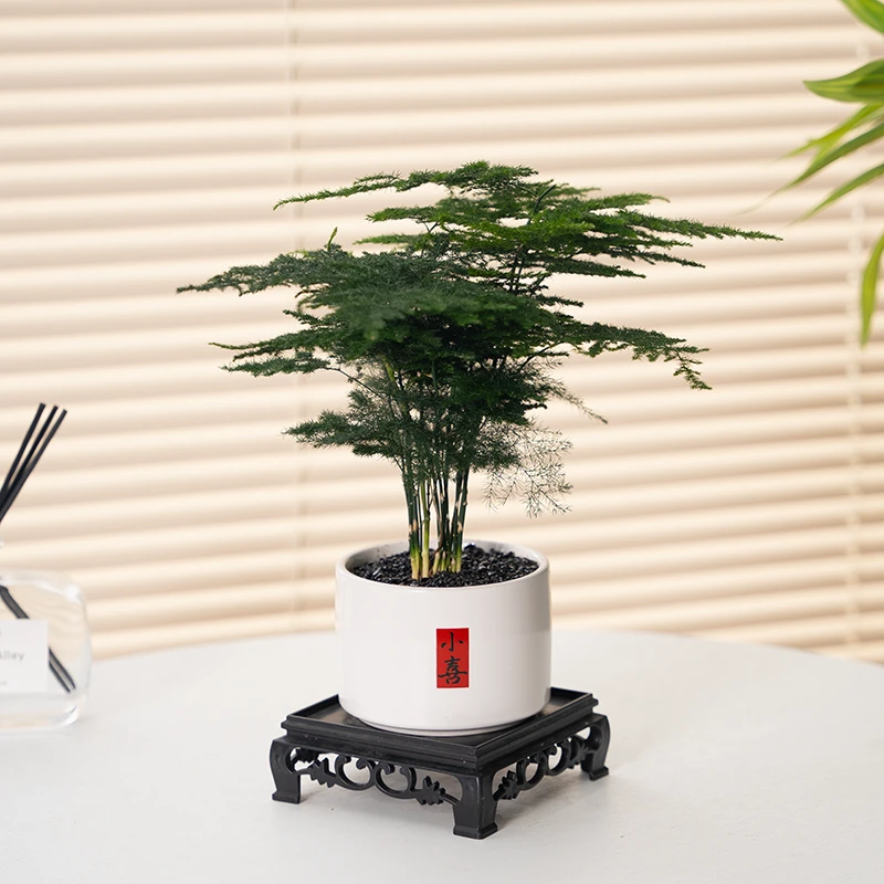文竹盆栽植物室内花卉盆景客厅办公室桌面小绿植好养云竹四季常青