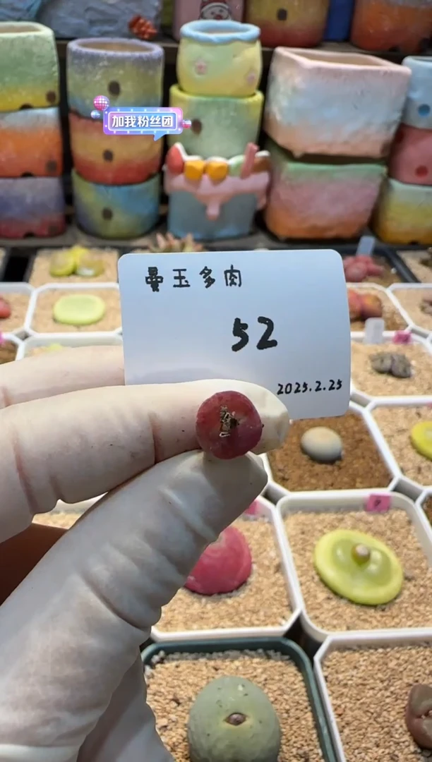 【闪购商品】25.2.25-52