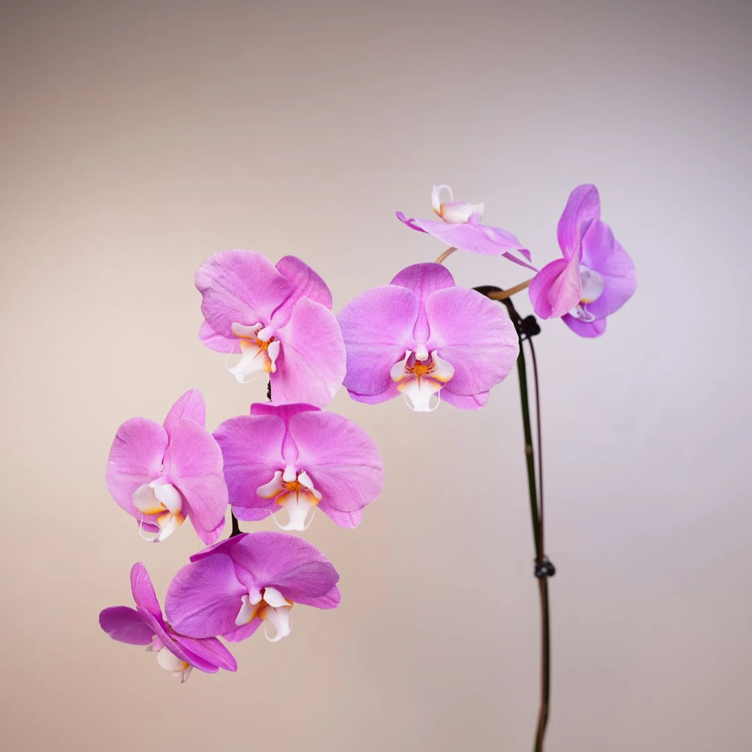 《花漫里基地》蝴蝶兰（粉宝图）带花苞开花珠发货