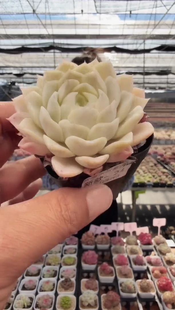 东云多肉园新款-24