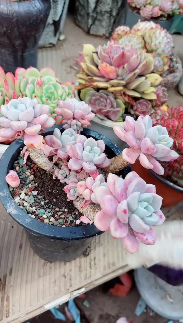 【闪购商品】26095