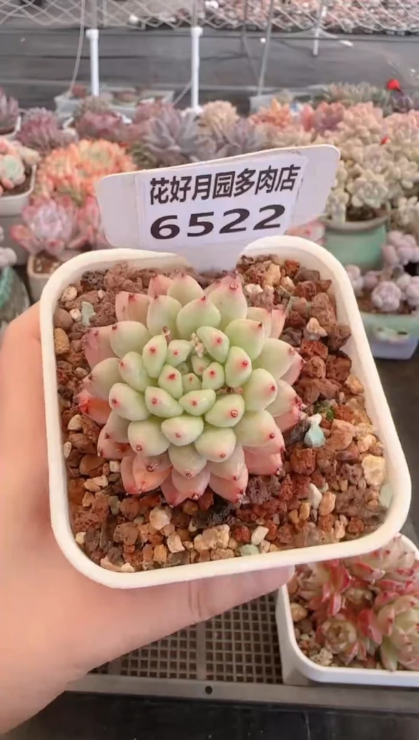 【闪购商品】6522.