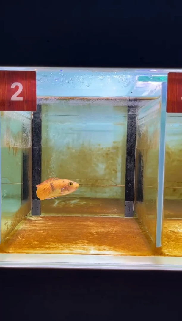 海水鱼三湖慈鲷人工