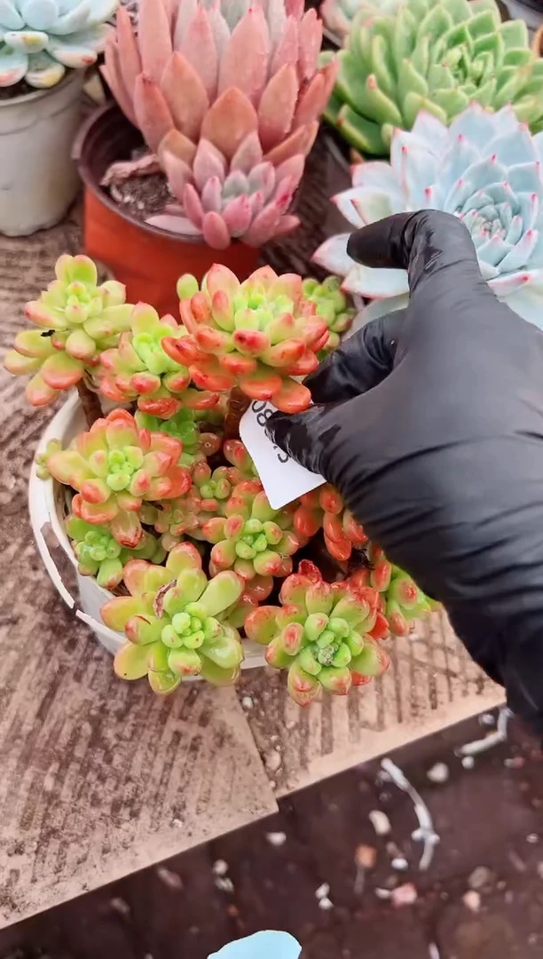 晓****️多肉植物一物一拍08013