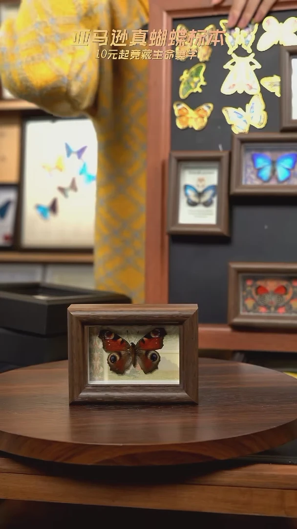 s****7定制-蓝带荣蛱蝶新款冰箱贴