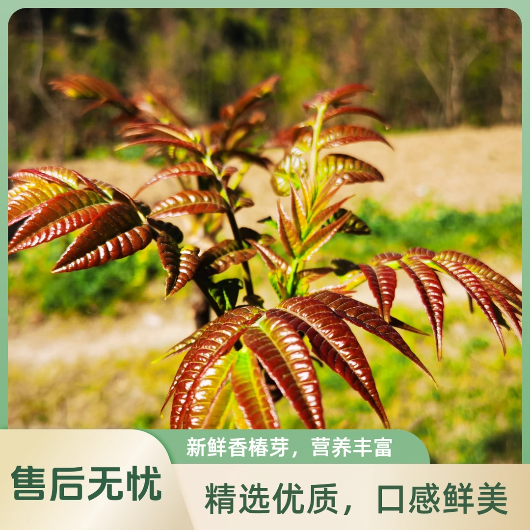 新鲜头茬香椿芽露天生长