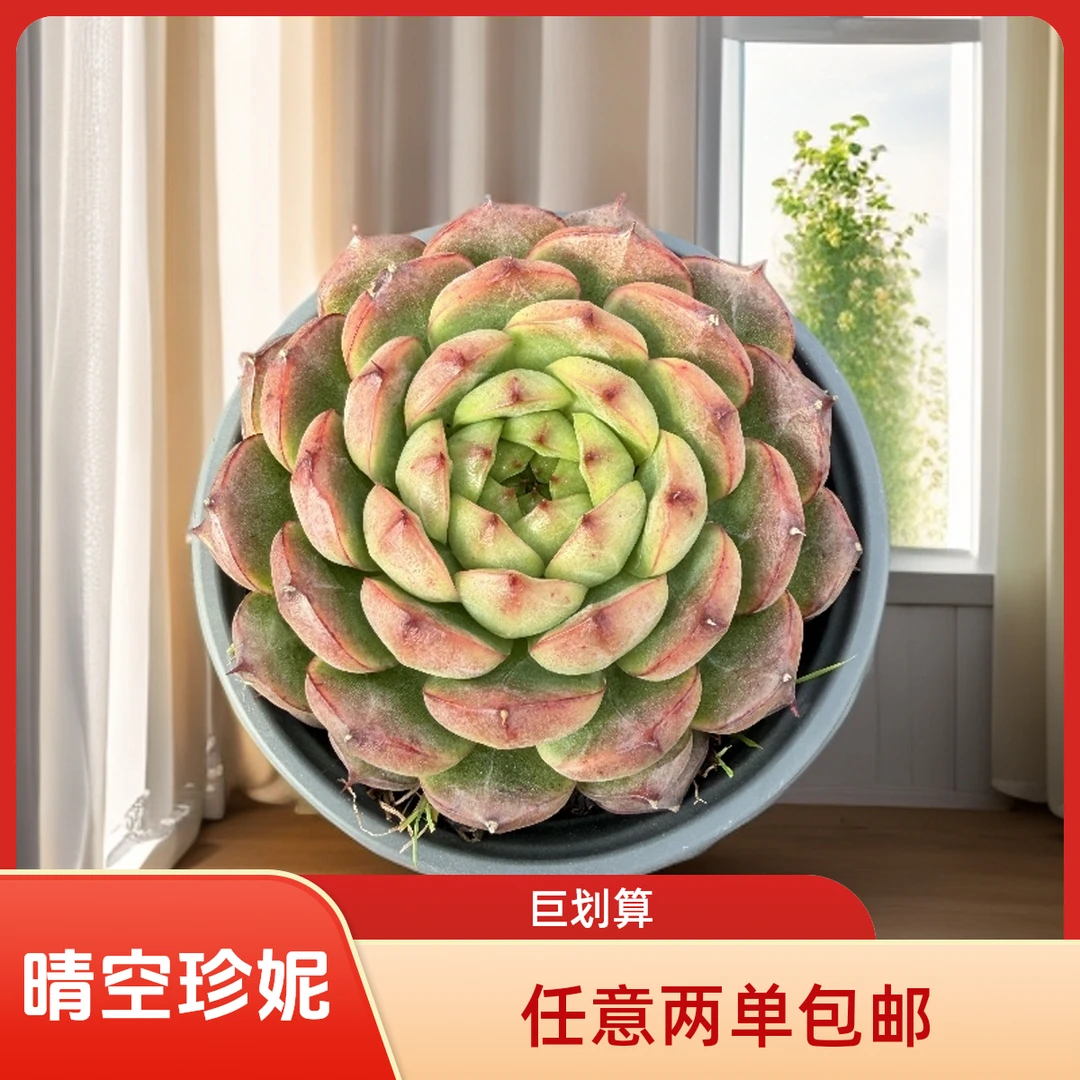 单头控养晴空珍妮 好养皮实 带盆土（任意2单包邮）