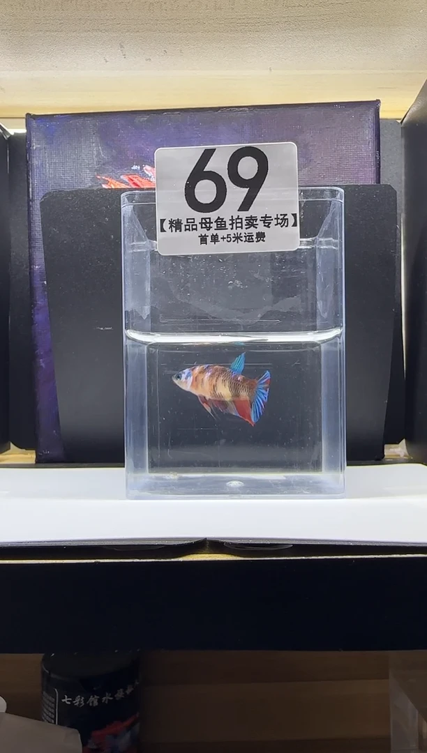 斗鱼母鱼编号：69