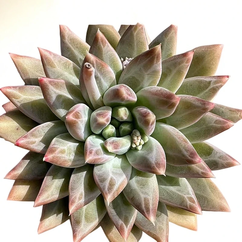 单头乌拉克拉多肉【满19包邮】
