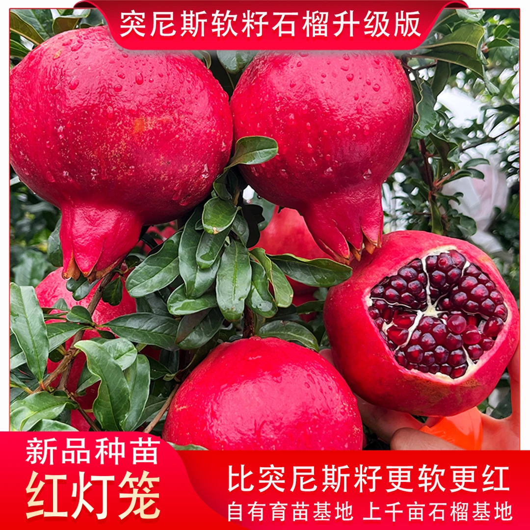 云南基地正宗红灯笼新品种【软籽石榴升级】耐寒盆景庭院南北方种植