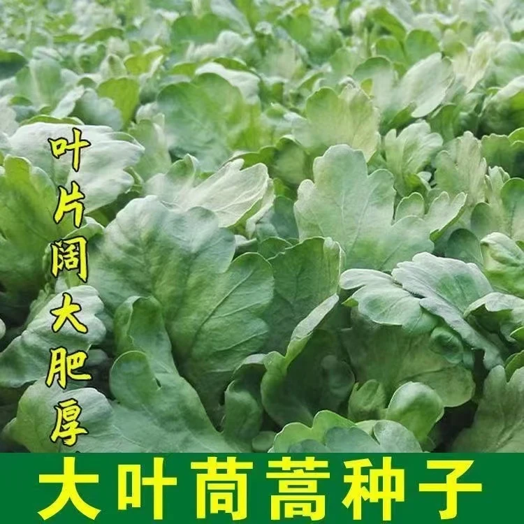 【全店满8包包邮】大叶茼蒿种子