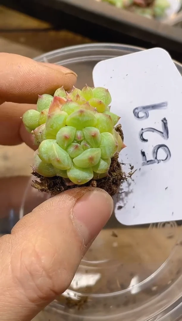 529孤品