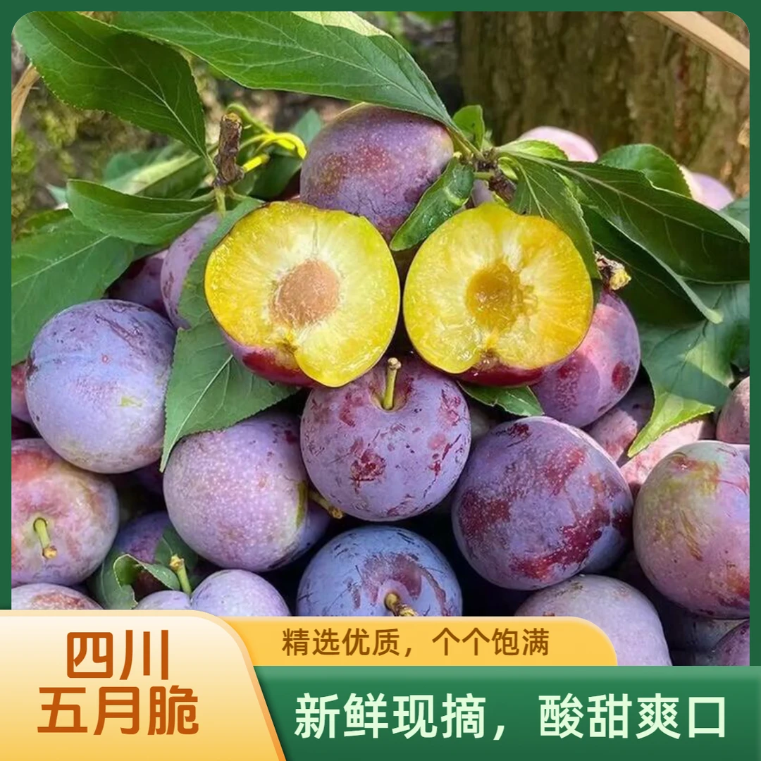 正宗四川五月脆凤凰李脱骨李新鲜应季水果脆甜多汁四川脱骨脆李子