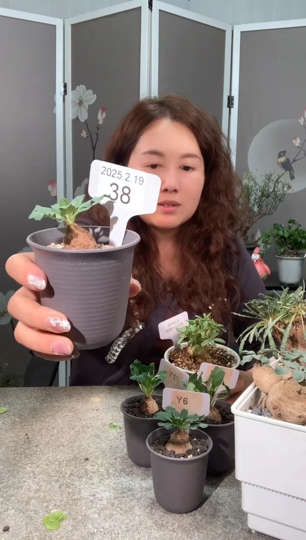 【闪购商品】土拨鼠大戟2.19.38