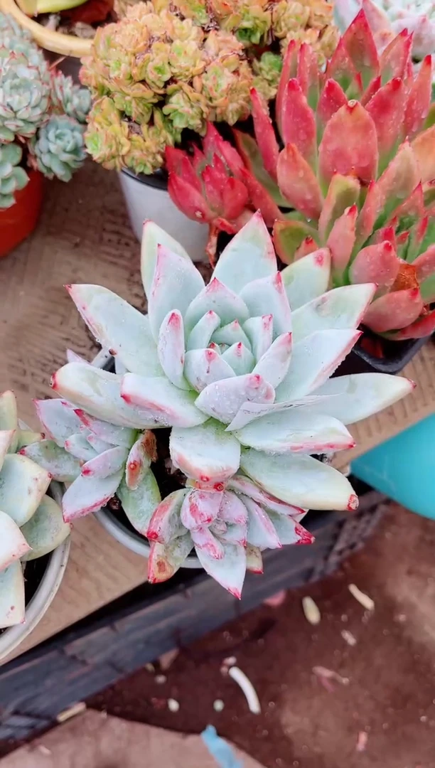 很***?28097多肉植物一物一拍