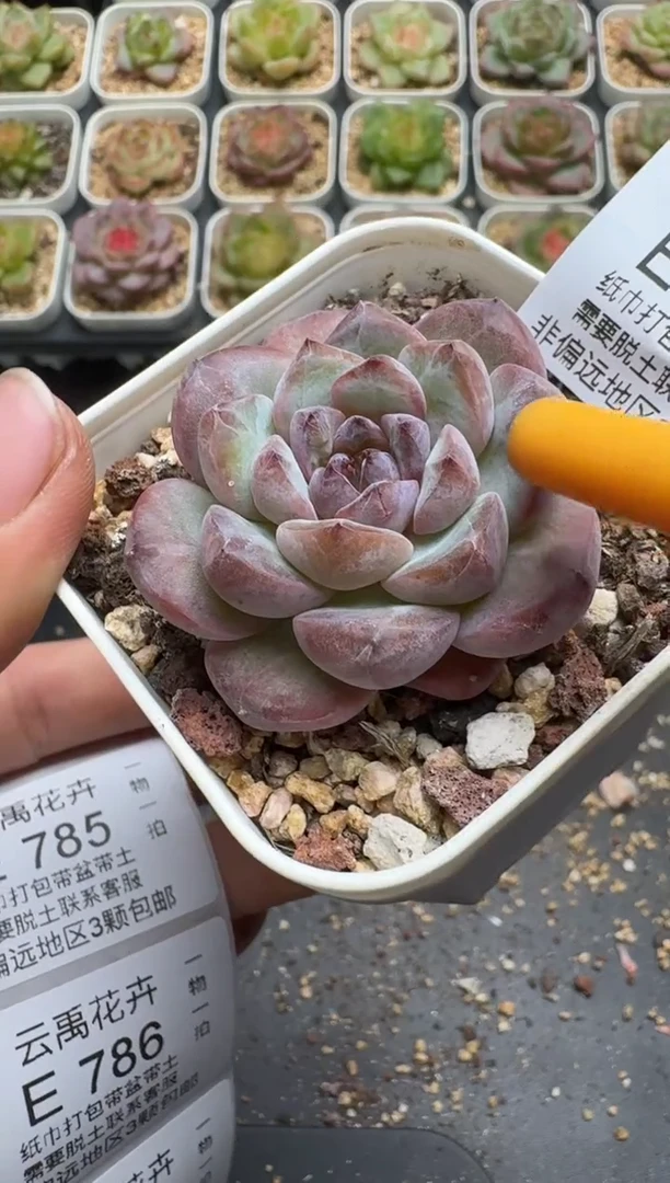 784E云禹多肉植物 带盆土纸巾打包 3颗包邮