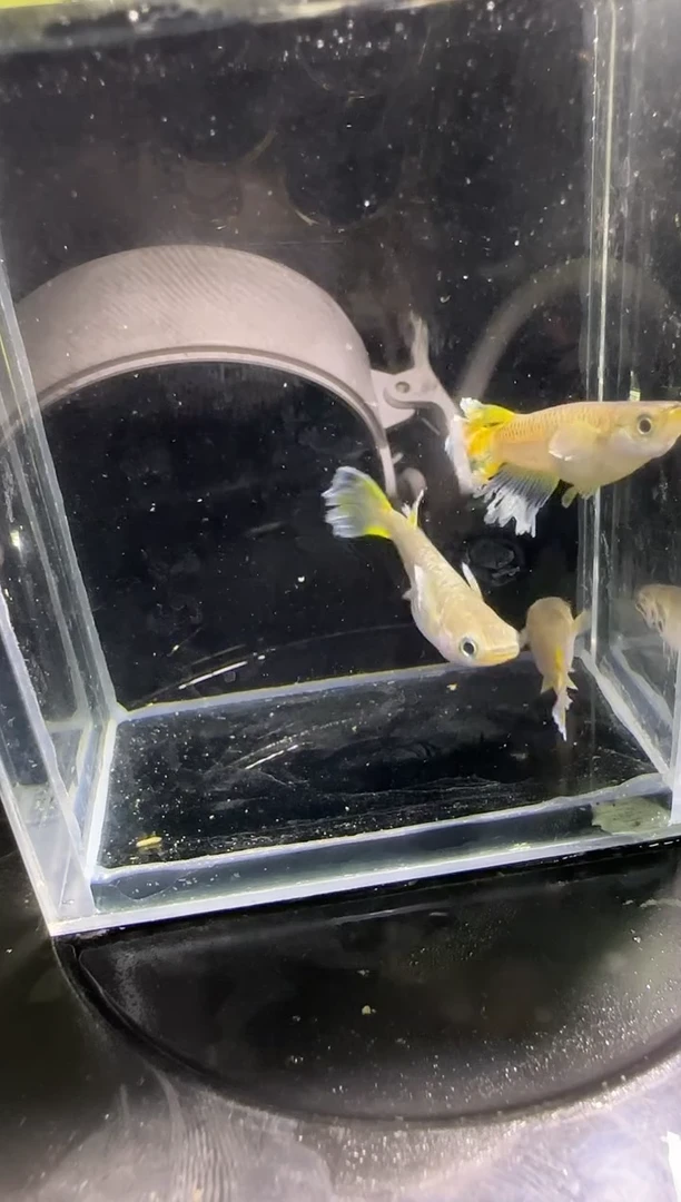 青鳉鱼观背青鳉观背青鳉77