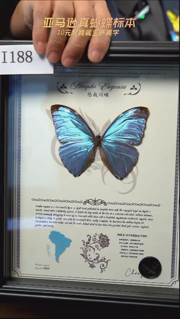 悠哉闪蝶标本摆件i188