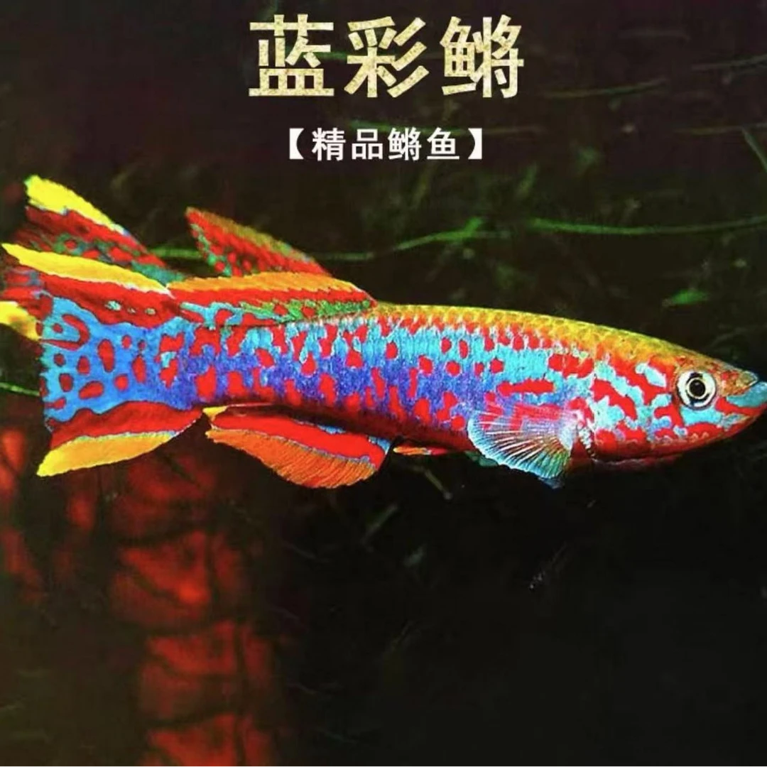 小型热带观赏鱼 蓝彩鳉2-3cm左右