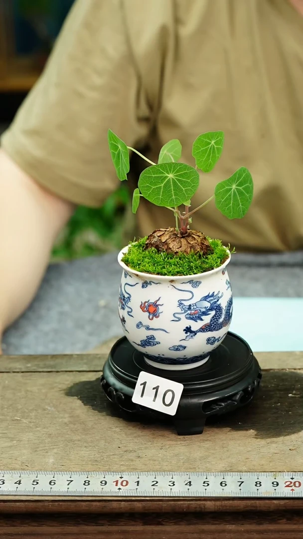 无花朵苔藓微景观110号