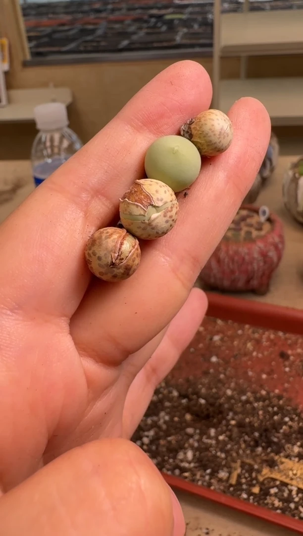 9-142多肉植物肉锥