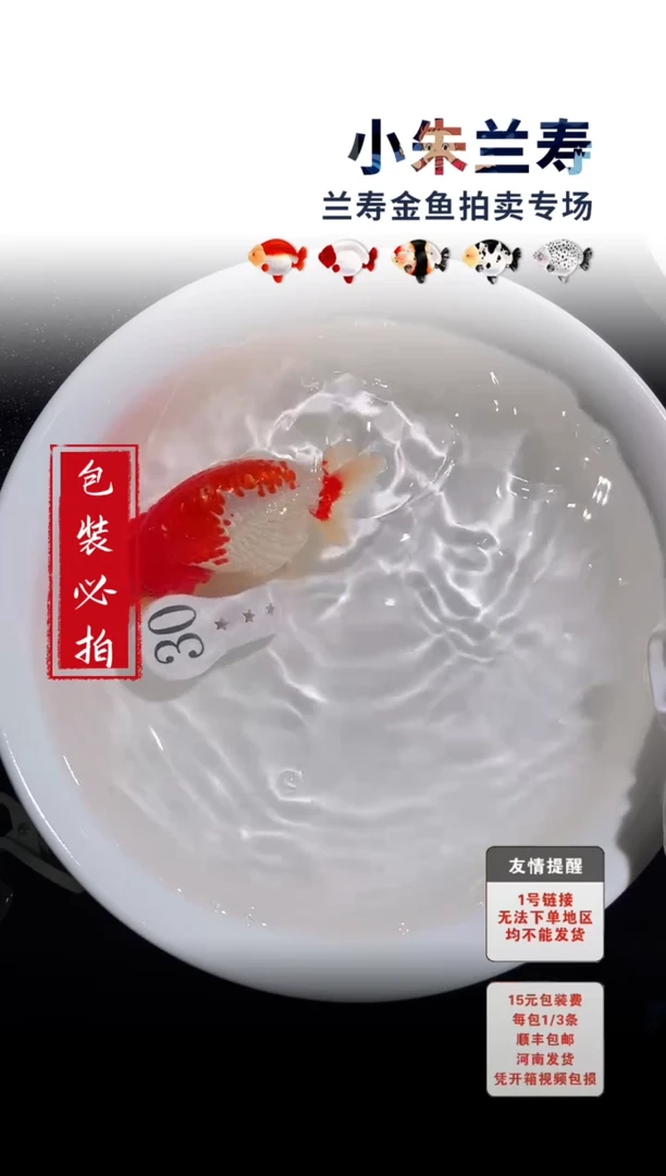 金鱼包装必拍未拍顺丰到付30号