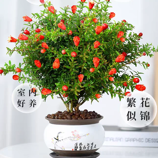 石榴花盆栽盆景果树苗四季开花植物室内室外庭院阳台种植绿植花卉