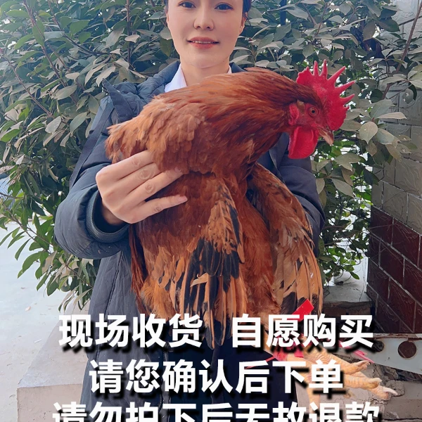 【助农现场】农家全粮散养公鸡母鸡 人工现杀 顺丰包邮ZQ