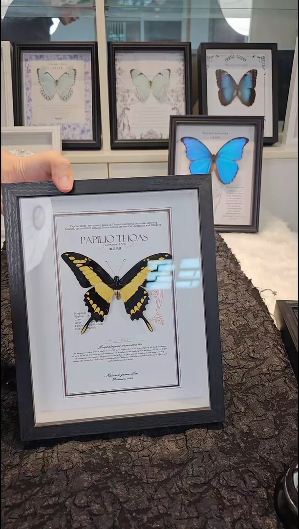 蝴蝶标本一物一拍