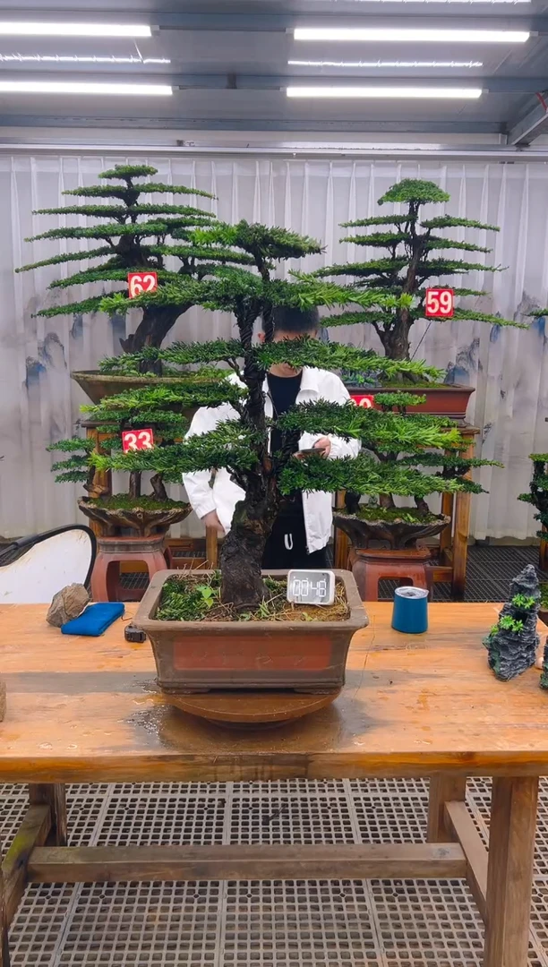 无花朵精品盆景直播间一物一拍