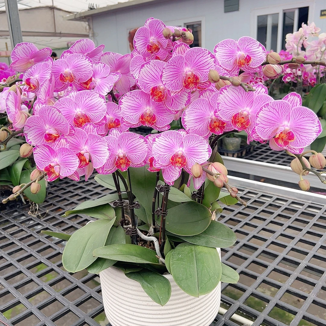 [纹雅06]2.8寸粉色线条纹路中大花型蝴蝶兰带花带花苞发货