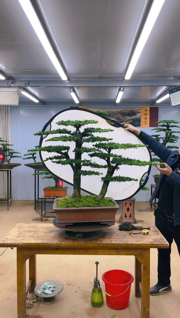 【闪购商品】精品盆景  一物一拍