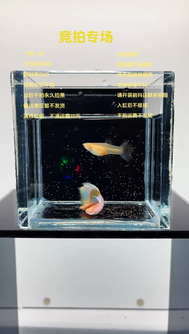 孔雀鱼极光幻彩一对-3