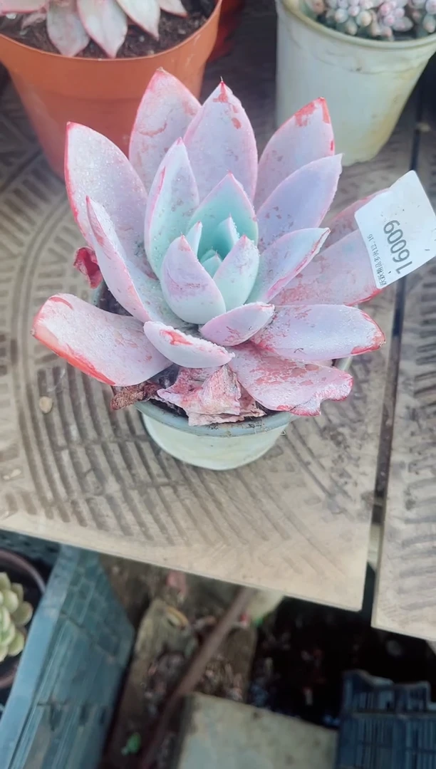 叮**?跃跃精品多肉16009