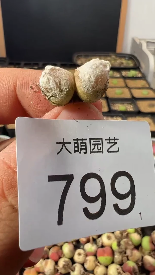 一物一拍          799