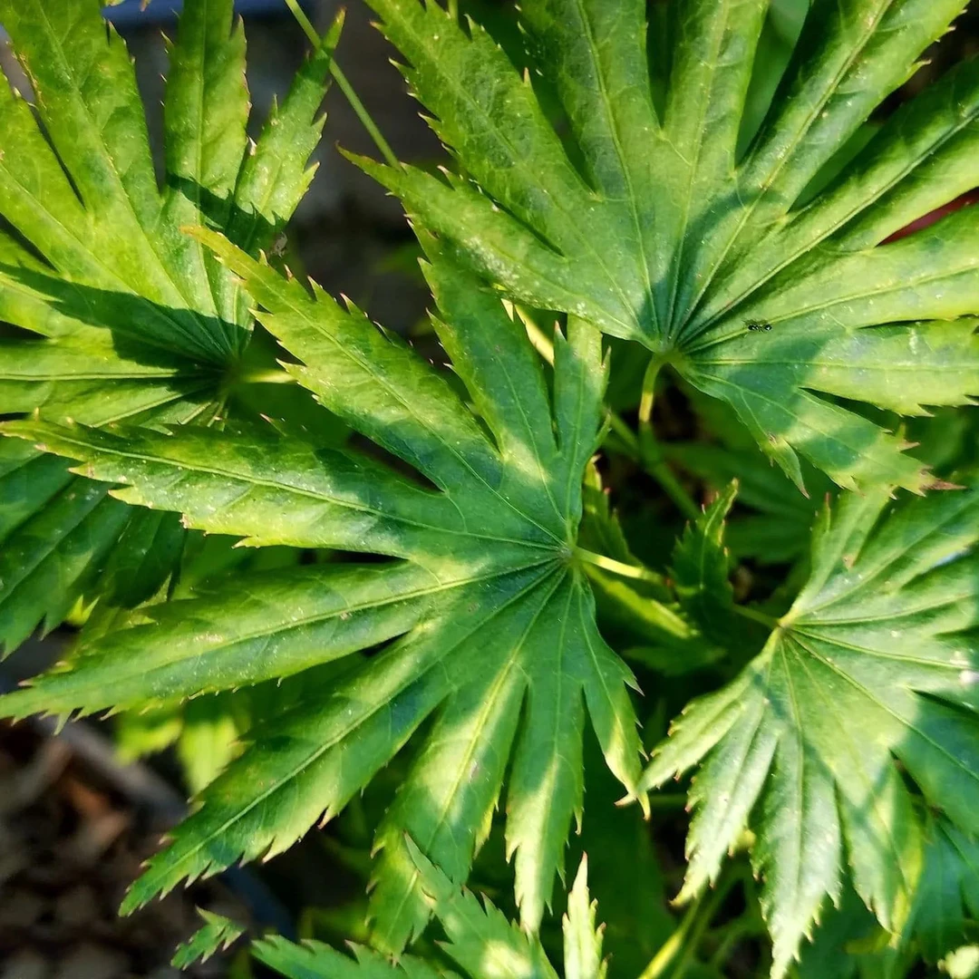 ❺号-世界羽毛枫花缠羽毛枫歌姬羽毛枫外山羽毛枫三季红羽毛枫红枫