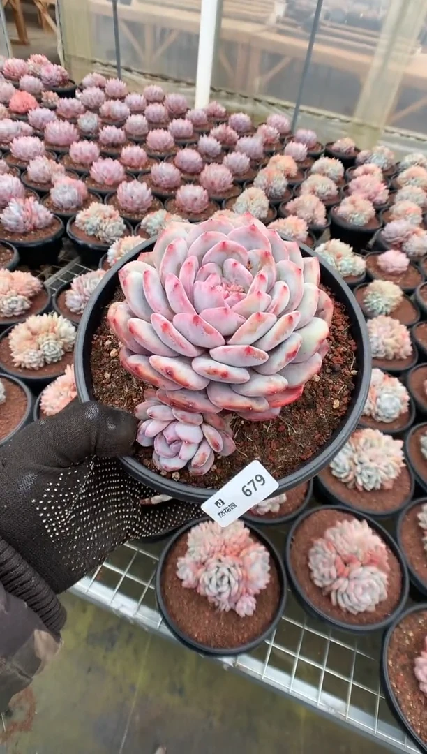 679星影一物一拍