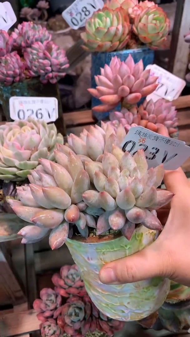 023VVV（满28发货）